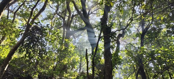 2024/12/14_關刀山步道O型2669310