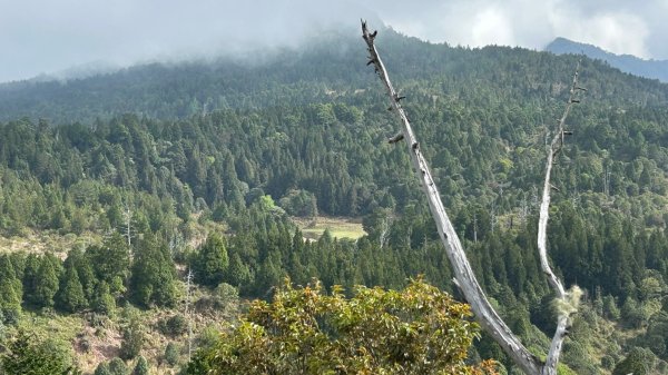 四季林道加羅山檜木池3044567