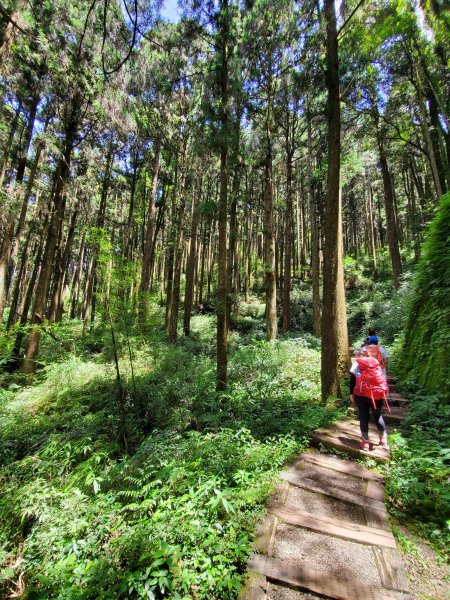 【嘉義|大凍山】多林-頂湖走1010193