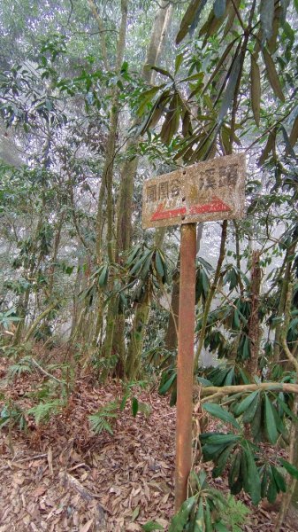 溪頭鳳凰山（米堤飯店香蕉園登山口）2070646