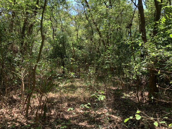 20250503屏東埔姜山東2781516