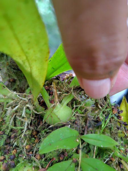 白藍狐貍出狐貍尾/狐貍縱走2796275