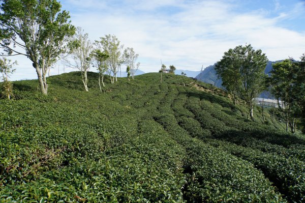 南投 鹿谷 龍鳳山、龍鳳峽山、三叉崙山、水桶寮山、內樹皮山、羊頭崙山、志騰山、竹崙山、溪頭山2962312