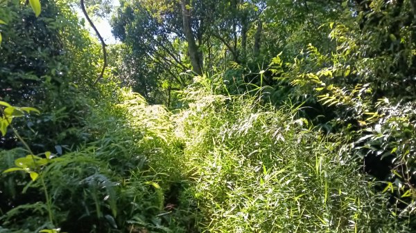 基隆市暖暖車站-暖壽山-暖東苗圃-頂寮山-清法戰爭砲台遺址-碇內3091336