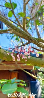 【南投魚池】後尖山步道2968291