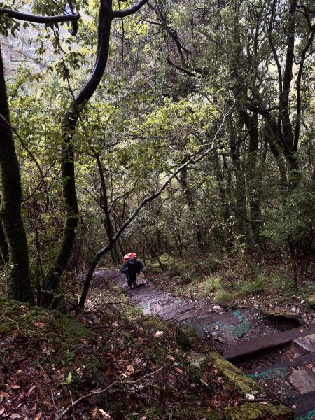 20250110 庫哈諾辛山(進涇橋登山口)2686243