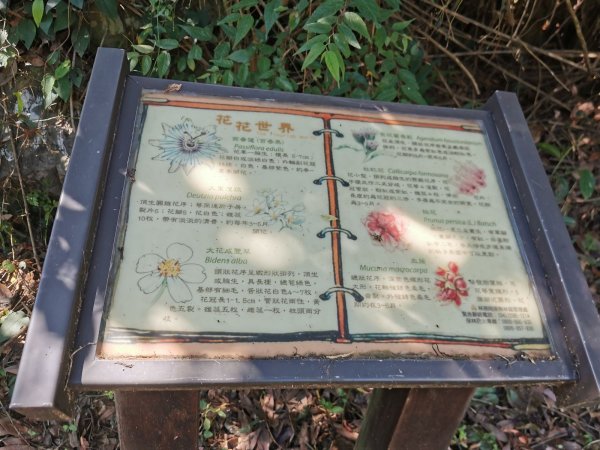 德芙蘭生態步道-綠蔭遮陽，涼風徐徐避暑道1049625