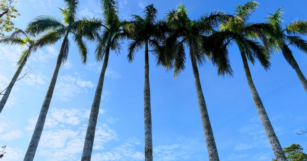 《蝶戀花。錫葉藤盛放》2735259