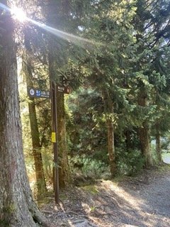 1120710觀霧國家森林風景區2938305