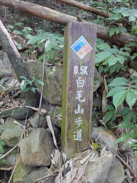 谷關七雄｜白毛山3131402