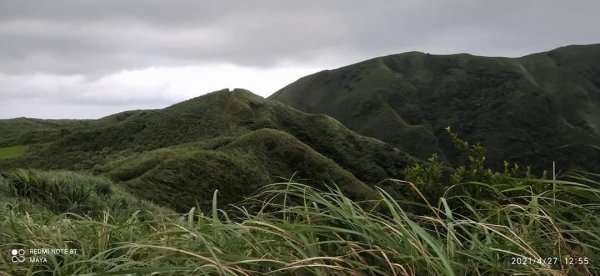 桃源谷步道- 視野遼擴、群山環繞、風行草偃、鶴隨牛行1365338