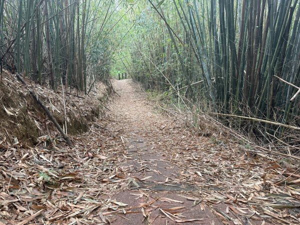 苗栗三灣-龍峎頂古道2623346