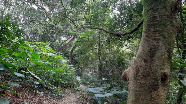 《彰化》果香禪寺｜桃源里及龍鳳谷森林步道202211121907139