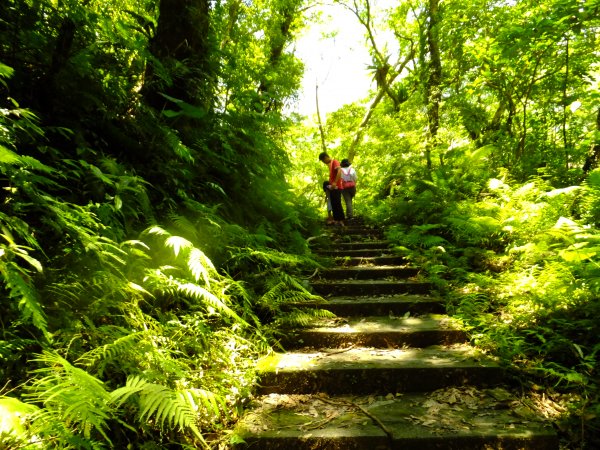 【走入山林，清涼一夏】宜蘭澳花瀑布步道633063