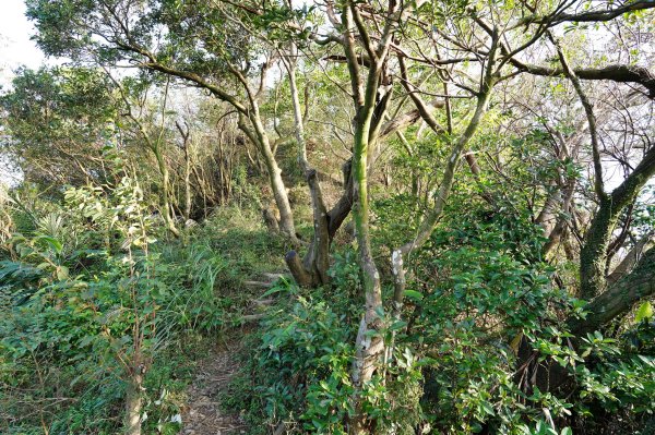 新北 瑞芳 龍潭山、瑞芳山、秀崎山、碧峰岩、白象山2661550