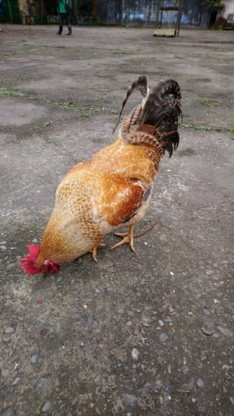 璀璨百年淡蘭古道～崩山坑古道、溪尾寮山、保城坑古道、虎豹潭步道O走1313456