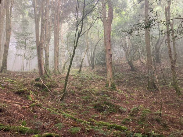 檜山巨木群森林步道2316125