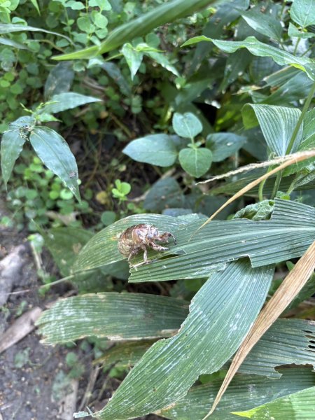 20251011台南刣牛湖山登山步道2915052