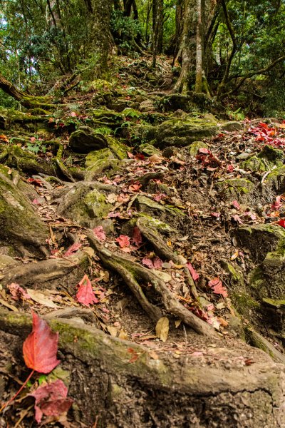 稍來山楓葉林2960882