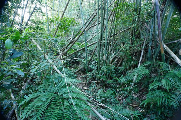 新北 三峽 內詩朗山、金平山2950919