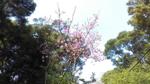 絢麗燦爛的滬尾櫻花大道、景致優美的天元宮874760