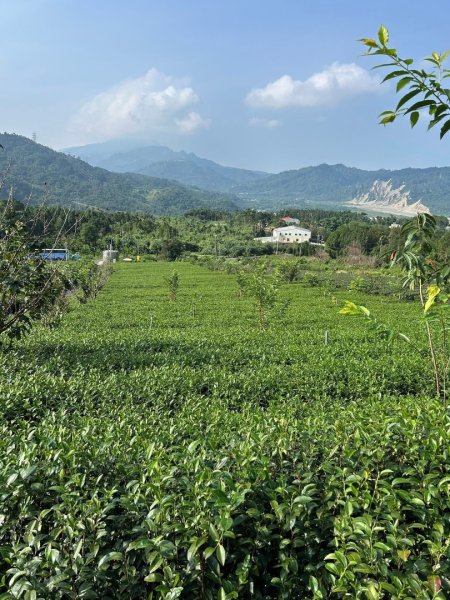 ［竹山］山坪頂茶山七星步道2909676