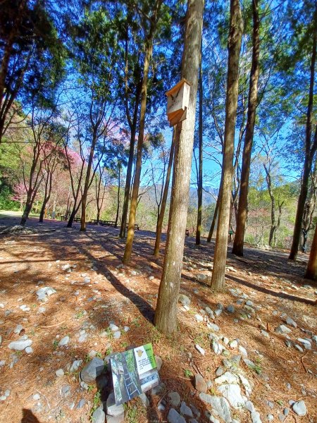 【台中和平】森林步道悠閒走。 八仙山森林遊樂區步道群2784594