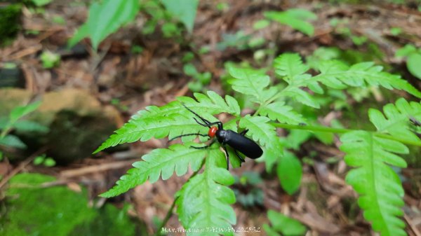《雲林》望好望角｜石壁山嘉南雲峰步道(中側登山口）202506072805319