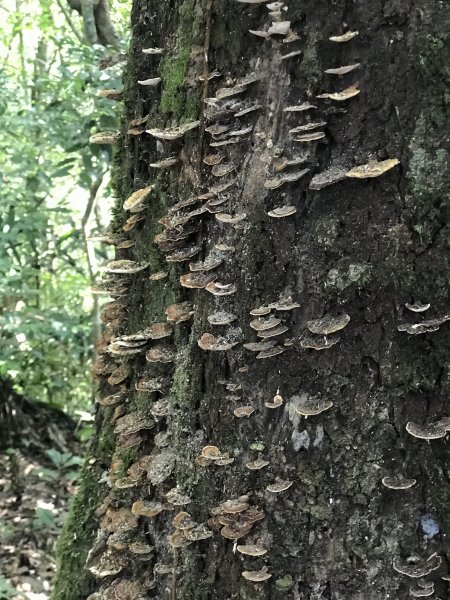 哈盆古道-波露南山-波露山O型走1475872