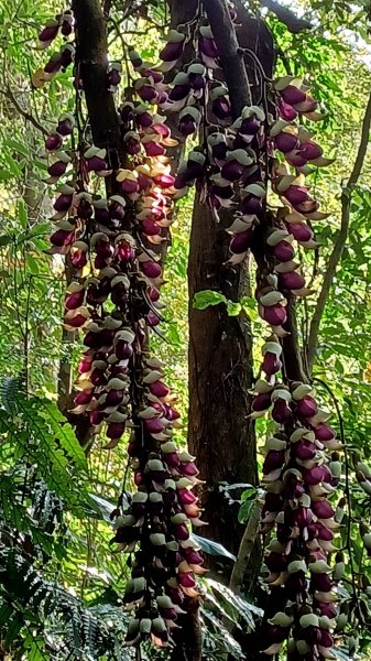 水晶蘭 -五寮尖2102827