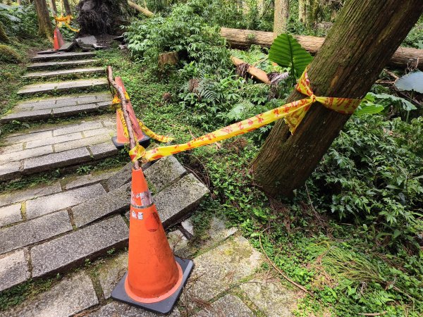 [百山百鳥尋旅-05/15] 2025_0830 溪頭賞鳥步道_銀杏步道2875553