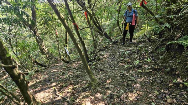 20250429蛇子形古道稜線段-八分寮古道-三角尖山-尪仔上天山-八分寮頂山2773590