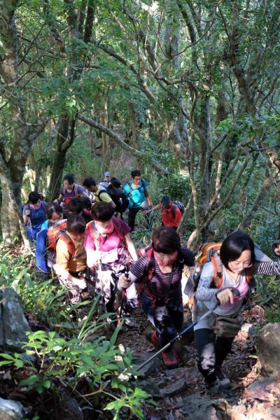 馬崙山~走不完感覺的五星級森林步道337062