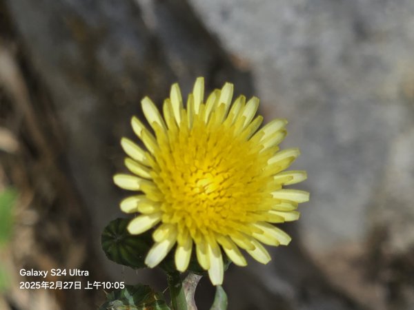 2025-02-27二延平步道2725410