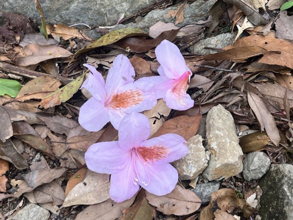 ~  塔  曼  山  ~2782781