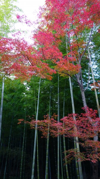 日本京都嵐山652055