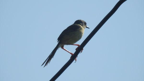 雲山水花鳥蝶 - 天龍國阿伯的日常7/18 & 21、22、292553947