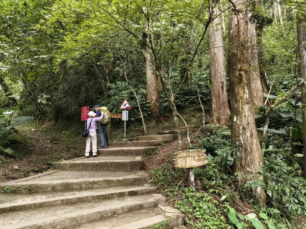 [百山百鳥尋旅-05/15] 2025_0830 溪頭賞鳥步道_觀景步道2875599