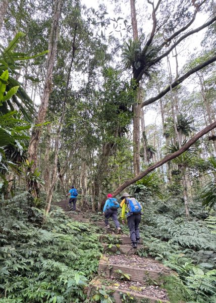 鳳凰谷步道走凍頂麒麟山2770425