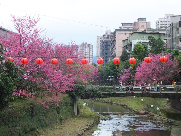 汐止區康誥坑溪櫻花大道+基隆河岸星光橋