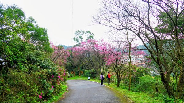 勤進路櫻花3009722
