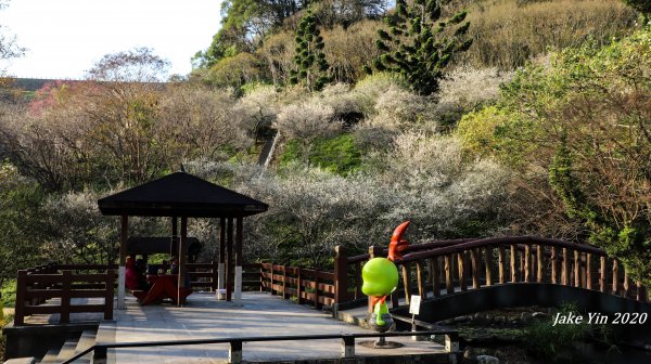 石門水庫梅景美景799269