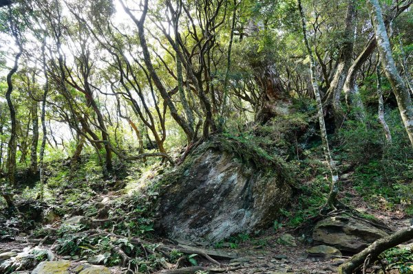 桃園 復興 上宇內山、南插天山3129143