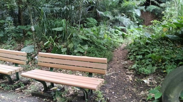 20250607 新竹竹東三山(樹杞林山 - 新具庄山 - 員崠子山)  O型2808874