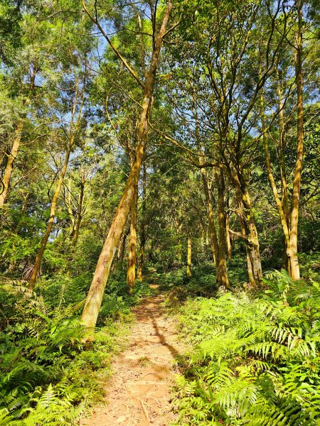 小百岳集起來-鵲子山2185465