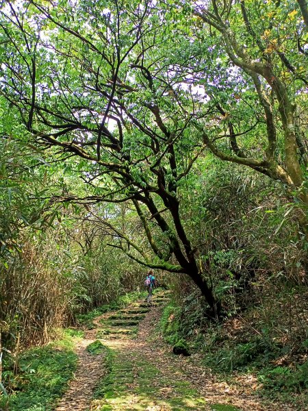 環七星山人車分道、百拉卡公路人車分道【走遍陽明山】2107398