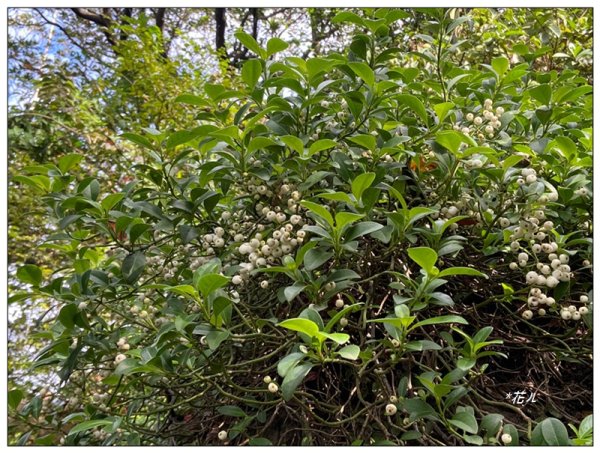 烏尖連峰縱走18基石 ( 唭哩岸山、軍艦岩、丹鳳山 )2981014