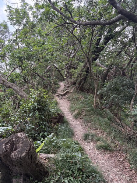 20251010南化龍麟山步道2914996