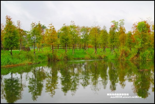 月眉人工濕地公園落羽松紅了芒花也開了1168573