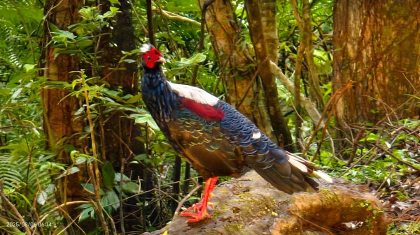 #新店四十份 #翡翠水庫壩頂 #夜景 #曙光 #雲海 #雲瀑 #藍腹鷴 8/62852938